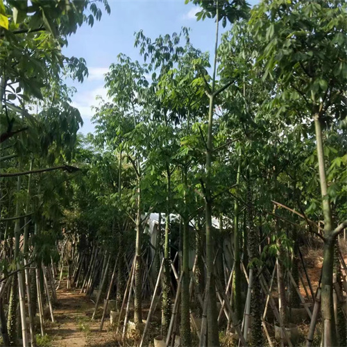 广东木棉树苗