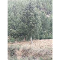 陕西白皮松基地分享树木的生命周期是什么 