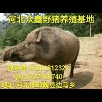 江苏哪里有野猪养殖场？野猪苗价格 