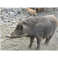 济南野猪养殖基地 潍坊淄博野猪养殖供应商 