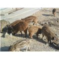 江苏无公害野猪养殖 湖北大型野猪养殖基地 