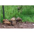 山西野猪肉面向安徽江苏湖北各地区批发销售 