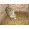 河南野猪肉价格 濮阳安阳野猪养殖基地 