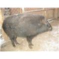 河南许昌野猪养殖 濮阳安阳野猪肉价格 