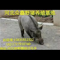 焦作特种野猪肉 河南大型野猪养殖基地 