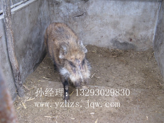 野猪养殖场%山东野猪养殖场_