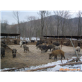 密云野猪养殖基地 延庆野猪肉生态园 