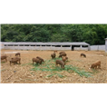 陕西榆林野猪苗价格 安康大型野猪养殖基地 