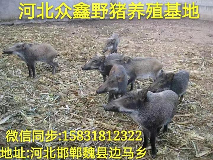 云南野猪养殖技术-云南野猪肉价格-生态野猪养殖基地 