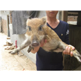 商丘野猪养殖场周口焦作野猪养殖基地 
