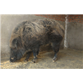 湖北野猪养殖武汉襄阳野猪肉价格批发 
