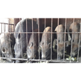江苏南京野猪养殖 无锡野猪肉价格 徐州野猪养殖基地 