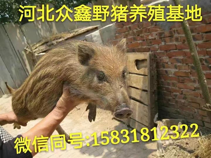 青海野猪养殖技术-青海野猪肉价格-生态野猪养殖基地 