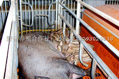新疆野猪肉价格|甘肃野猪肉|青海野猪肉礼品盒 