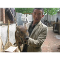 南阳野猪养殖场许昌野猪苗鹤壁野猪肉价格 