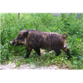 山西特种野猪肉长治吕梁**的野猪养殖基地 