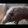 河北野猪肉 河北特种野猪养殖基地 
