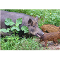河南特种野猪肉周口开封小野猪养殖基地 