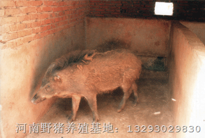 河南野猪苗 河南野猪种猪 河南野猪养殖场 