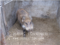 野猪养殖场%山东野猪养殖场_