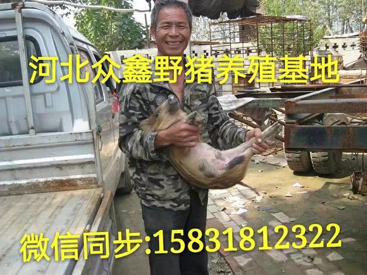 甘肃野猪养殖技术-甘肃野猪肉价格-生态野猪养殖基地 