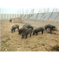 陕西野猪养殖场常年出售各种大小野猪及生态野猪肉 