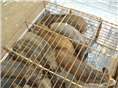 山西野猪养殖场@规模化野猪驯养基地 