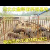 四川野猪养殖技术-四川野猪肉价格-生态野猪养殖基地 