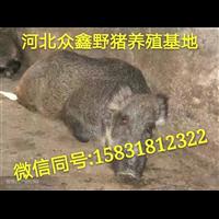 三门峡野猪养殖 河南野猪肉价格查询 