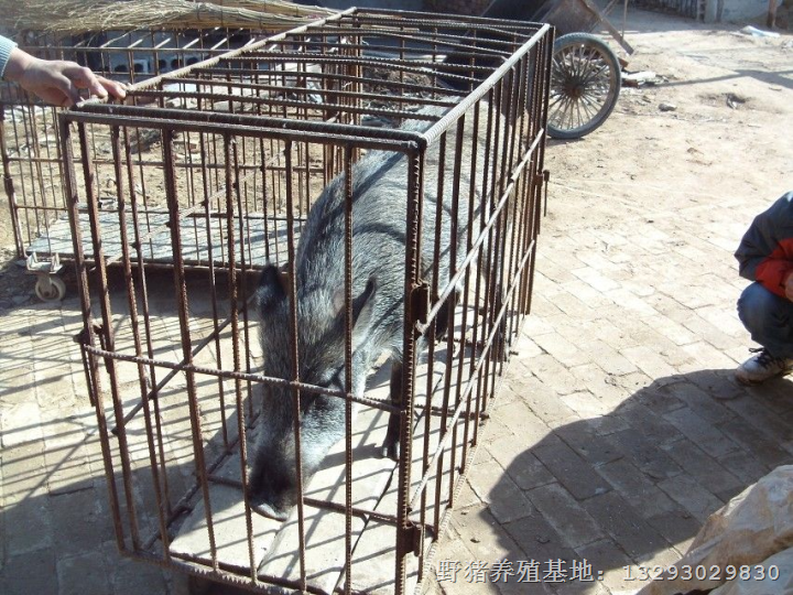 河南特种野猪 河南野猪养殖场 纯种野猪养殖基地 