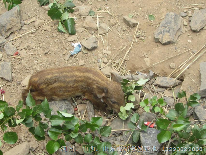 沧州野猪养殖场面向河间肃宁青县各地区出售野猪苗 