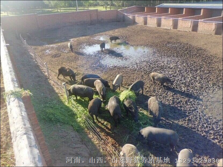 石家庄野猪肉 鹿泉野猪肉价格 特种野猪养殖基地 