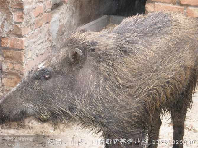 河南野猪养殖基地面向新乡郑州洛阳各地区出售大小野猪及野猪肉 