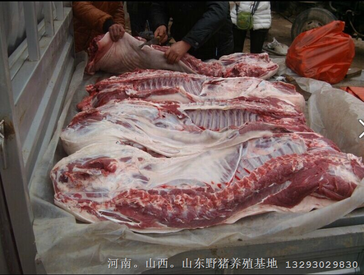 邯郸野猪养殖场面向临漳峰峰武安各地区出售生态野猪肉 