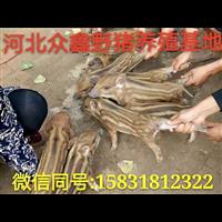 黑龙江野猪养殖技术-黑龙江野猪肉价格-野猪养殖基地 