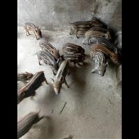 邯郸野猪养殖 河北众鑫特种野猪养殖基地 