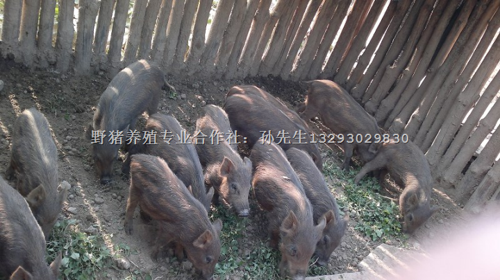 野猪养殖·特种野猪·特种野猪养殖基地~河南、山西 