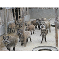 河南野猪养殖基地濮阳安阳野猪肉营养价值高 