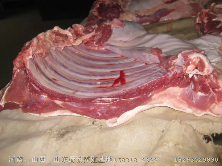 野猪肉！野猪肉价格！野猪肉批发 