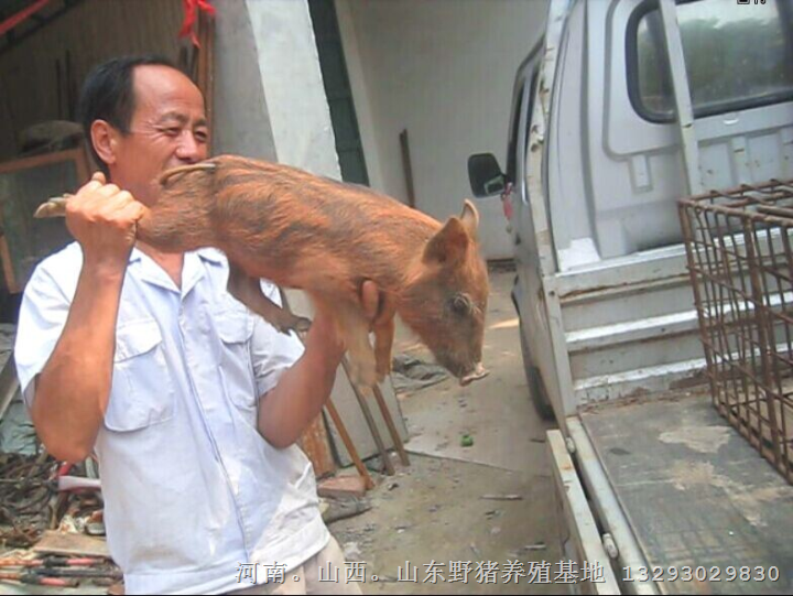 天津野猪养殖场哪里好？就到北京内蒙特种野猪养殖基地 