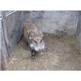 贵州野猪 江西野猪 安徽野猪 江苏野猪 