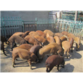 沧州野猪苗|肃宁野猪价格|河间野猪养殖场 