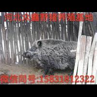河北野猪养殖技术-河北野猪肉价格-生态野猪养殖基地 