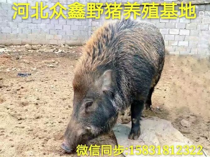 山西野猪养殖 河南野猪苗 野猪养殖基地 