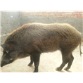 山西临汾野猪养殖场常年出售野猪肉及野猪苗 