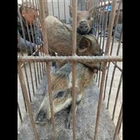 太原野猪 山西**的野猪养殖交易中心 
