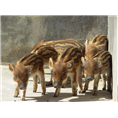 周口野猪养殖新乡濮阳野猪养殖技术教学 