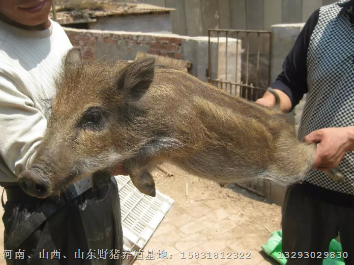吉林野猪养殖场辽宁野猪肉沈阳野猪苗价格 