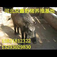 驻马店野猪养殖基地 河南野猪养殖专业合作社 