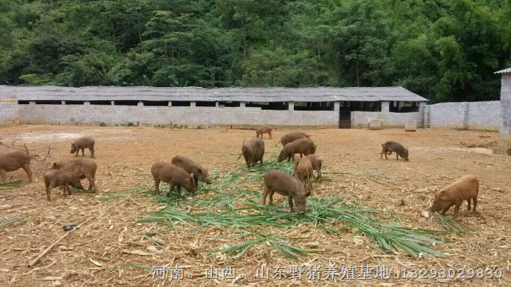 陕西榆林野猪苗价格 安康大型野猪养殖基地 
